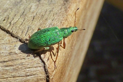 Deze kever kwam er gezellig bij zitten tijdens een koffiepauze bij het werken in de tuin. Opname uit de hand.