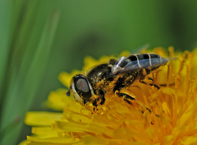 <i class='fa fa-user'></i> Jan Luit | Eristalis dimidiata  <i class='fa fa-eye'> 60</i>   <i class='fa fa-comment-o'> 3</i>