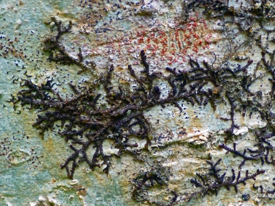 Een abstract schilderijtje ? Nee, een close up van een boom begroeid met algen en dode mosjes. Opname uit de hand.
