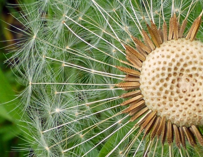 Een simpele paardenbloem blijft fascinerend. Opname uit de hand.