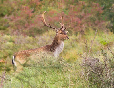 Deze man kwam even over de duin heen kijken. Hij bleef ons even aan kijken en ging er toen weer vandoor.  De herfst zorgt voor mooie kleuren in deze foto.