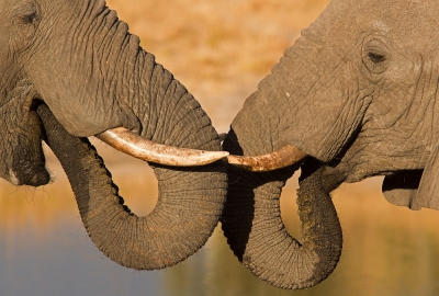 Elephant Sands is een bushcamp , gelegen langs de weg van Nata naar Kasane , vlakbij Chobe Nationaal Park ; het bezit een permanente waterhole , waar verschillende kuddes olifanten komen drinken en baden , vooral in de late namiddag en avond; hier ging ik voor een close-up,