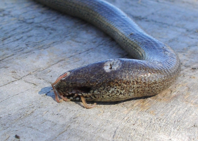 In de plantentuin op de St.Pietersberg vonden we een dode hazelworm. Er krioelden roodstippen in de bek. Hoewel miljoenpoten vooral bekend staan als eters van plantenafval gedragen deze roodstippen zich meer als aaseters.