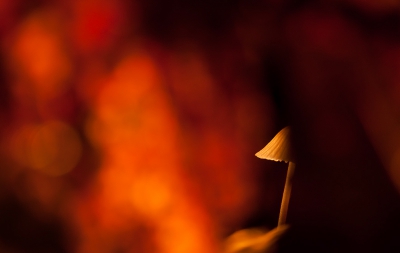In het donker op pad geweest om paddestoelen te fotograferen.
Deze door een herfstblad heen gemaakt en belicht met een zaklamp.