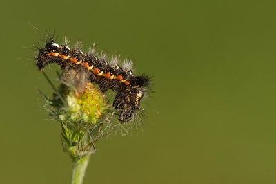 Voor de eerste keer na een knieoperatie terug op pad geweest en tot m'n grote verbazing kwam ik deze rups van de donsvlinder nog tegen.