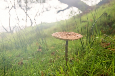 Deze parasolzwam stond nog mooi tegen een wat schuin hellinkje. Met het opkomende zonlicht als tegenlicht vond ik het zo wel een sfeervolle foto.Uit de hand vanuit liggende houding genomen.