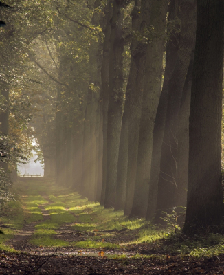 altijd mooi als de zon door de mist heen breekt,lastig om de stralen mooi op de foto te krijgen,ben met dit resultaat wel tevreden