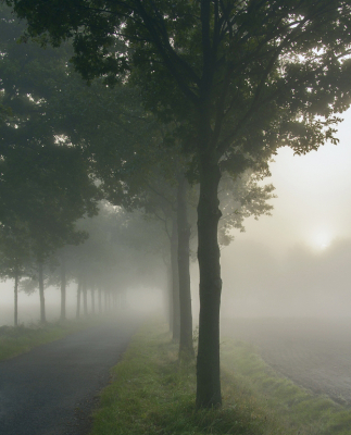 Zomaar een weggetje achteraf op een mooie mistige ochtend, genomen vanaf statief