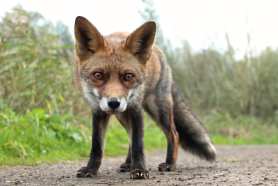 Tijdens een wandeling bij de Oostvaardersplassen kwam ik oog in oog te staan met deze vos.