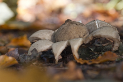 Deze Gekraagde aardster stond op een heuveltje waardoor ik hem gemakkelijk in een lage positie kon fotograferen.