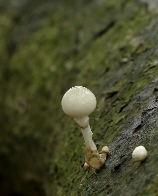 Vandaag weer rond gescharreld tijdens de regen kwam ik dit zwammetje tegen, ik heb geprobeerd om van de glanzende houd gebruikt te maken om de bomen erin te vangen