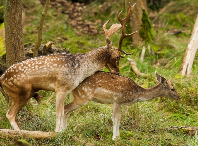 Ruim drie kwartier heeft deze bok achter deze jonge hinde aan gejaagd dwars door de struiken en takken. Zo nu en dan waren ze zelfs even buiten beeld maar tenslotte kwamen ze weer redelijk binnen bereik en toen werd het pas cht spannend. Het was me duidelijk dat de hinde nu minder afwijzend was en de bok erg volhardend was. Het werd dus een kwestie van tijd en locatie, in het eerste werd snel voorzien tweemaal besprong de bok de hinde waarvan de foto getuigd. De koppeling kwam snel daarna maar wel achter een dikke boom. Helaas geen plaatje!