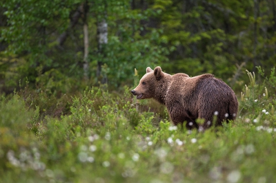 Dit jaar naar Zweden geweest met vakantie en natuurlijk ging de camera mee. Heb een dagdeel en nacht in een hut doorgebracht om bruine beren te fotograferen. Geweldige ervaring om deze pracht dieren ook eens in Europa te zien.