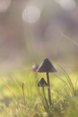 Tijdens een wandeling kwam ik deze , bijna zwarte mycena(?) tegen.
Met een telelens deze tegenlicht opname gemaakt en zacht afgewerkt