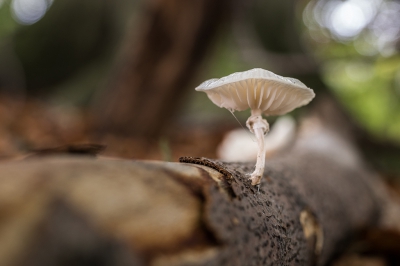 Gisteren in de Horsten wezen wandelen en op een dode beukentak kwamen we deze tegen. De lichtomstandigheden waren erg moeilijk, maar met wat ondersteuning van de beukentak is het toch gelukt!
