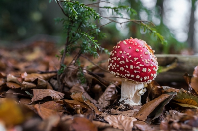 Vandaag terug geweest op de plek waar ik vorige maand een Vliegenzwam had gefotografeerd. Er stonden er nu zeker 10 en in alle stadia van ontwikkeling! Een paradijs voor een fotograaf die stiekem steeds meer paddenstoelen liefhebber wordt!

Wat voor mij deze foto bijzonder maakt is dat er een klein taxusboompje bij staat. Twee erg giftige bosbewoners bij elkaar. Dat niet alleen, ze helpen elkaar, in fotografisch opzicht, te versterken. Het groen van de taxusblaadjes is de complementaire kleur van het rood van de vliegenzwam. Ook lijken de takjes de vliegenzwam proberen te omhelzen, maar doen ze dit niet. Een onmogelijke liefde....