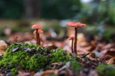 Gevonden op een prachtig plekje in de Horsten bij Voorschoten, met veel verschillende soorten paddenstoelen. Deze kwamen er erg mooi uit in de compositie.

Met dank aan Hans Adema voor de determinatie!