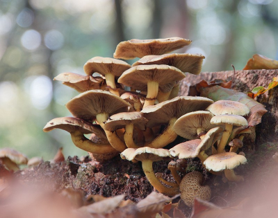 Op de buik op de grond en flink ingezoomd met een 18x270
lens