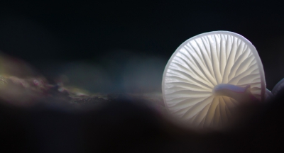 Op een stukje omgezaagde boomstronk stonden verschillende Porseleinzwammetjes. De boomstronk was klein, zodat het mogelijk was om letterlijk vanuit alle kanten te fotograferen. Gebruik gemaakt van tegenlicht, groot diafragma, en fotograferen langs de stronk. Met tripod, afstandsbediening en live view.