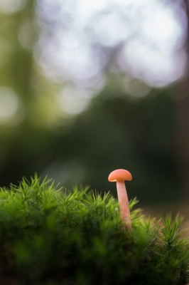 Een prachtig klein paddenstoeltje die mooi stond te staan in het mos in de ochtendzon
