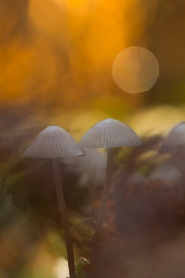 Heerlijke ochtend gehad. Zag deze paddenstoelen in de schaduw staan en de zon verlichte de bruine varens op de achtergrond prachtig!