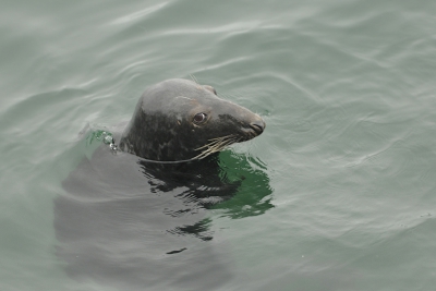 In en rond de actieve vissershaven van Chatham leven 400 Grijze Zeehonden, die zich dicht in de buurt van de hun vangst lossende vissersbootjes begeven.
En ook niet erg schuw zijn, derhalve.