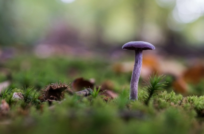 Een prachtig klein paddenstoeltje die mooi stond te staan in het mos in de Horsten bij Voorschoten.