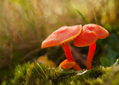 Voor paddenstoelen fotografen heeft ons dorp een goede naam veel soorten zijn in de gemeente te vinden. Een van de leukere kleine soortjes is het vuurzwammetje dat nu in flinke aantallen te vinden is. Wel een lastig kleinood dat meestal diep tussen grassen en mos te vinden is maar zijn geweldig mooie rode kleur maakt dat je hem niet kan missen. Ik word er altijd blij van als ik ze weer zie en een kleurrijk plaatje kan maken.