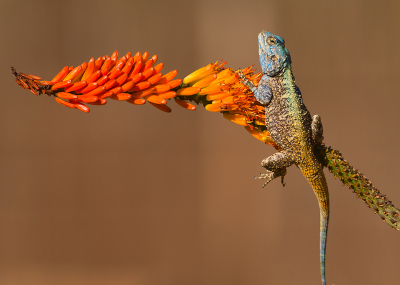 deze hagedissoort komt vrij veelvuldig voor in Zuidelijk Africa; de mannetjes zijn veel kleurrijker dan de wijfjes; deze was zich aan het zonnen op een wilde Aloe ( het was dan ook winter down under met s'nachts temperaturen rond +5C)