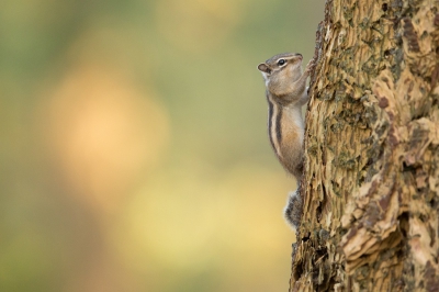 Afgelopen weekend ter afleiding van het studeren op pad geweest met de camera in Tilburg. In het bos waren verschillende Siberische Grondeekhoorns te zien. Het viel me op hoe een individu meerdere keren naar een boom rende om daar vervolgens een tijdje rond te hangen. Ik heb mijn statief in de buurt van de boom opgesteld in de hoop dat de Grondeekhoorn weer terug zou komen. Mijn positie zo gekozen dat de (door de ondergaande zon) belichte bomen in de achtergrond ook in beeld kwamen.

https://www.facebook.com/pages/Robbert-de-Smet-Fotografie/1417266658496703