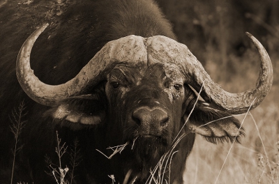 deze imposante , eenzame stier , stond rustig te grazen in de buurt van de Chobe River , in het Chobe River National Park  imposant beest ; om de foto wat meer extra kracht te geven besloot ik hem in sepia tonen te zetten,