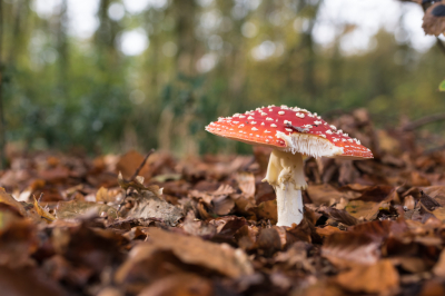 De zon kwam even tussen de wolken en de bomen door, dus toen ben ik naar deze vliegenzwam gerend omdat dat de enige was waar de zon mooi op stond.
