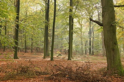 tijdens wandeling op landgoed Beekhuizen in beukenbos met wat tegenlicht