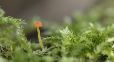 Speurend naar kleine paddestoeltjes tussen het mos, viel mijn oog op een minuscuul klein oranje stipje. Door de lens gezien bleek het dit kleine paddestoeltje te zijn. Het was misschien een halve centimeter hoog !