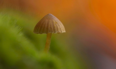 Deze paddenstoel kwam precies mooi tussen het mos uit.
Paar opnames van gemaakt, waarvan ik deze toch wel het mooist vond.
Vooral met dat druppeltje erop.