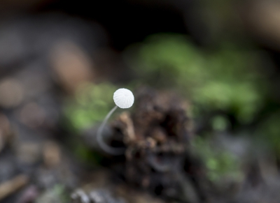 Als vanuit de diepte komt deze enkele Mycena tussen de bladeren omhoog.
Enkele bladeren verwijderd om ook de steel zichtbaar te maken.