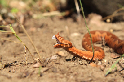 Liggend op een pad vlakbij de Albanische grens omringd door landmijnen en duizenden muggen. Canon eos 60D + canon 17-55 IS USM 2.8 lens