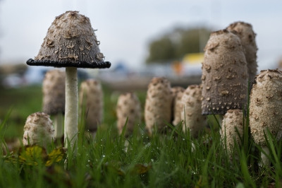 Inktzwammen op een grasveldje naast een drukke weg in Leiden. Ik zag ze toen ik terug reed van een ochtend fotograferen in de Horsten. Op de achtergrond zie je dan ook het drukke verkeer. Dat vond ik wel leuk om als contrast er in te zetten.