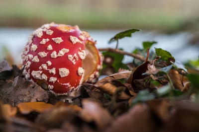 Langs een beukenlaan in de Horsten stonden een aantal Vliegenzwammen. Deze stond er erg mooi bij met het takje klimop er naast.