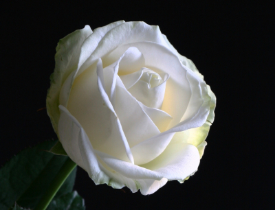 op tafel stond een mooi bos witte rozen .
even de camera erbij gepakt 

gr ad .