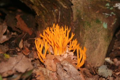 Veel paddestoelen in het bos. Deze stond er wel heel mooi bij