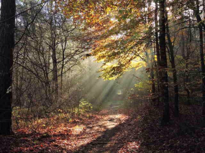 Mooie zonnestralen in het herfstbos. Met polarisatiefilter genomen. Standpunt va het pad af zodat de stralen beter zichtbaar waren