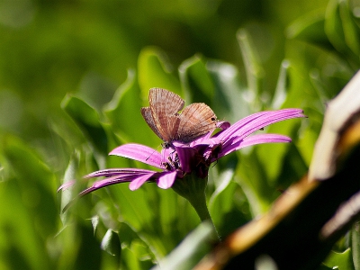 Dit Tijgerblauwtje zat in het zonlicht op mijn terras.
Ze vliegen in Portugal nog steeds rond.