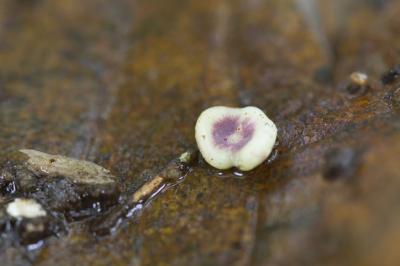 Deze Plaatjesgal groeide vanuit een nerf van een eikenblad en was 2-4 mm in diameter. Uit deze gallen komen alleen vrouwlijke Galwespen die hun eitjes in bloemknoppen leggen.