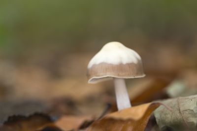 Dit fraaie paddestoeltje stak zijn hoed net boven de bladeren uit, ongeveer 2 cm hoog.