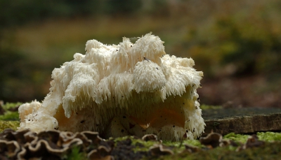 Deze groeide op een restant van een omgezaagde boom ik heb op verschillende sites gezocht maar niet iets gevonden wat er op lijkt