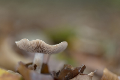 Deze lichtbruin gekleurde paddenstoel ,met golvende hoed stond in een mooi gekleurde omgeving met herfstbladeren in verschillende tinten bruin.