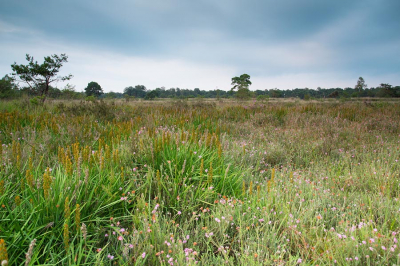 Een foto dat een beeld geeft van de nattere heide in het landschap.  De bloei van de dopheide met de uitgebloeide beenbreek enz.
