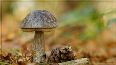 Foto genomen in bebost gedeelte op Brunssummerheide. Opname als macroshot. Camera in positie gesteld op de grond.