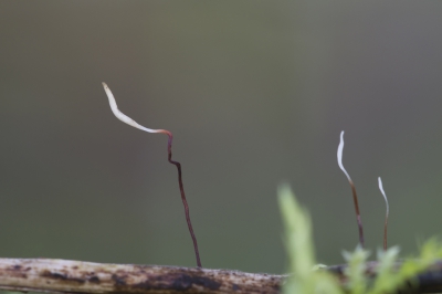 Tijdens het fotograferen van Suikermycena moest ik wat tuinieren om de storende bladeren weg te halen. Mijn oog viel op een takje met deze kleine Roodvoetknotsjes.